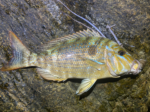 タマンの釣果