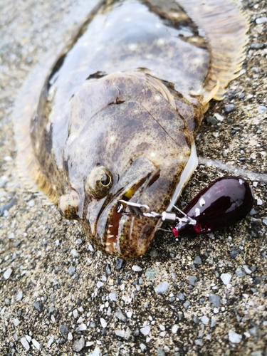 ヒラメの釣果