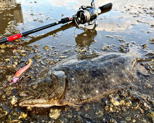 ヒラメの釣果