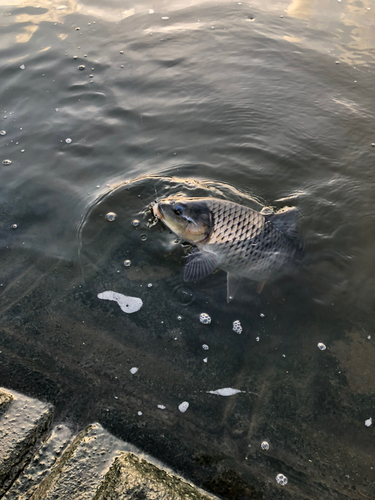 コイの釣果