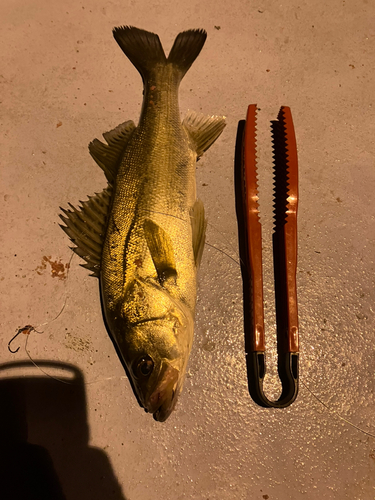 シーバスの釣果