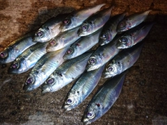 アジの釣果