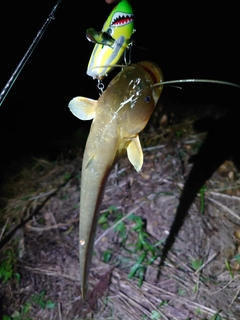 ナマズの釣果