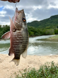 ゴマフエダイの釣果