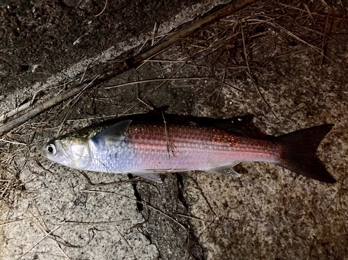 ボラの釣果