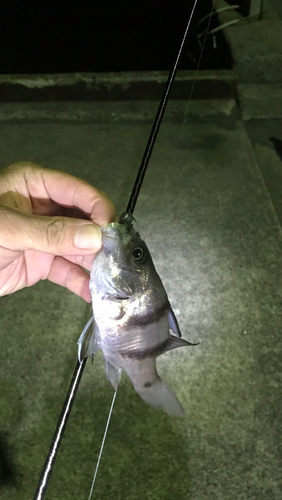 ヨコスジイシモチの釣果