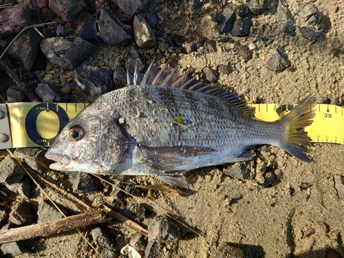 クロダイの釣果