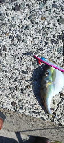 シロサバフグの釣果