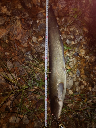 ニホンナマズの釣果