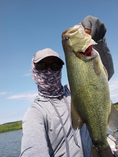 ブラックバスの釣果