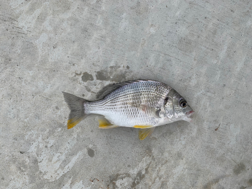 キビレの釣果