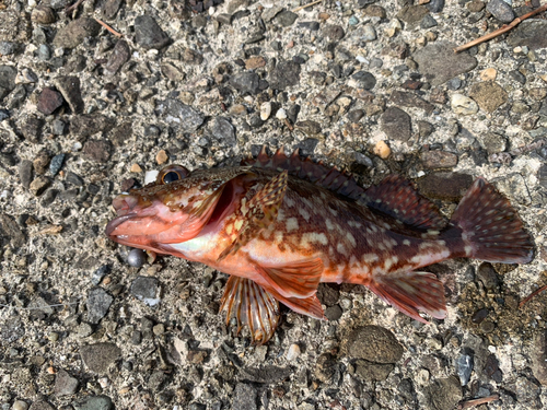 ガシラの釣果