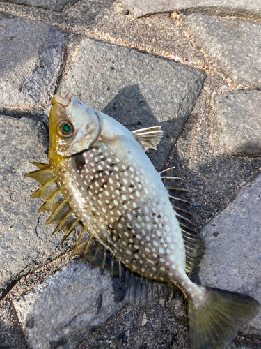 アイゴの釣果