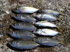 アジの釣果