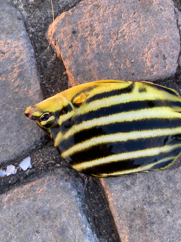 カゴカキダイの釣果