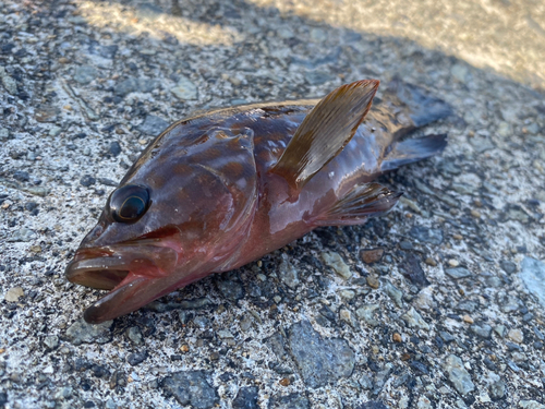 アコウの釣果