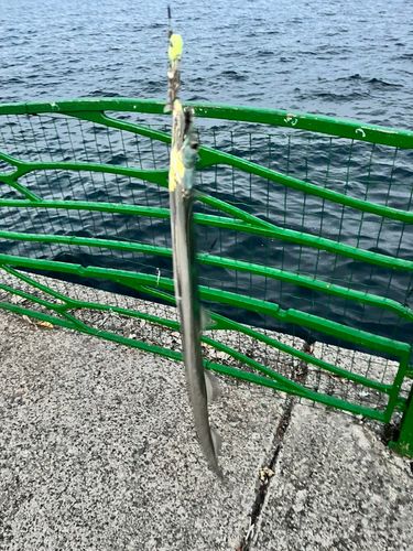 タチウオの釣果