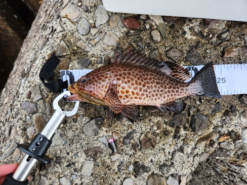 オオモンハタの釣果