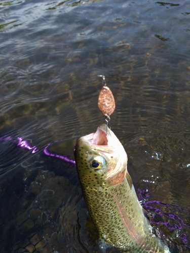 ニジマスの釣果