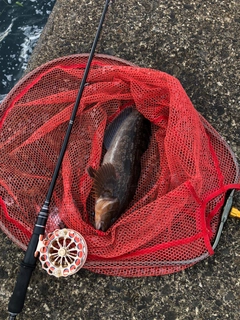 アブラコの釣果