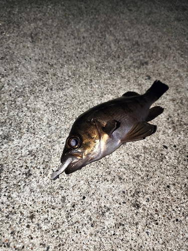 アカメバルの釣果