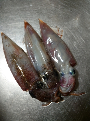 マメイカの釣果