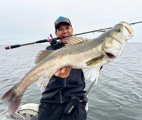 マルスズキの釣果