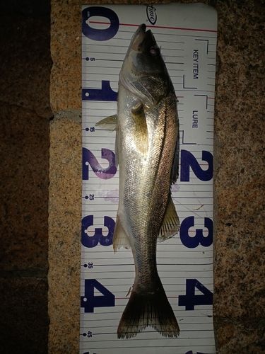 セイゴ（マルスズキ）の釣果