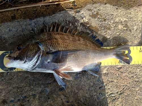 クロダイの釣果