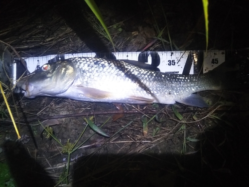 ニゴイの釣果