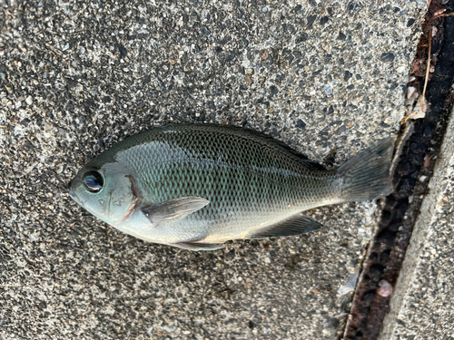 グレの釣果