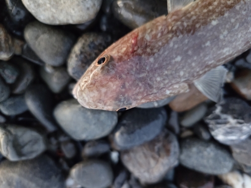 エソの釣果