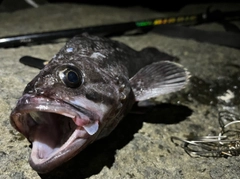 クロソイの釣果