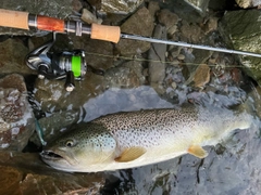 ブラウントラウトの釣果