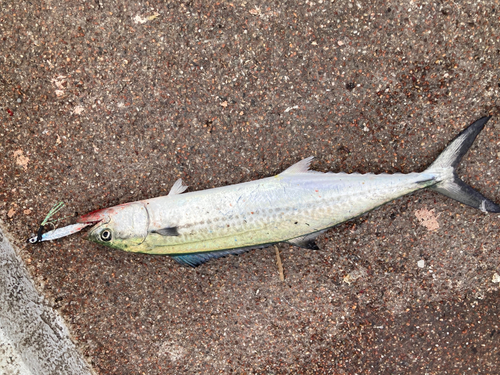 サゴシの釣果