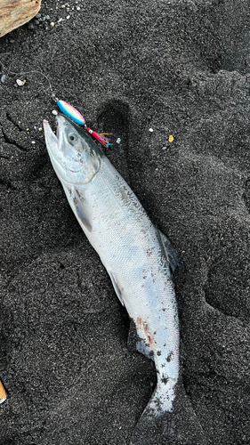 サケの釣果