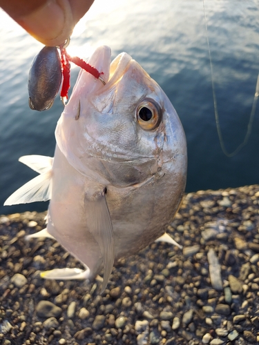 メッキの釣果