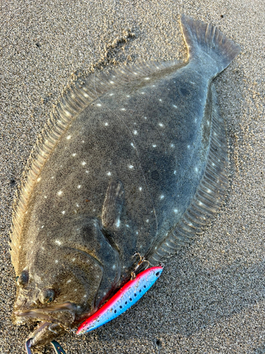 ヒラメの釣果