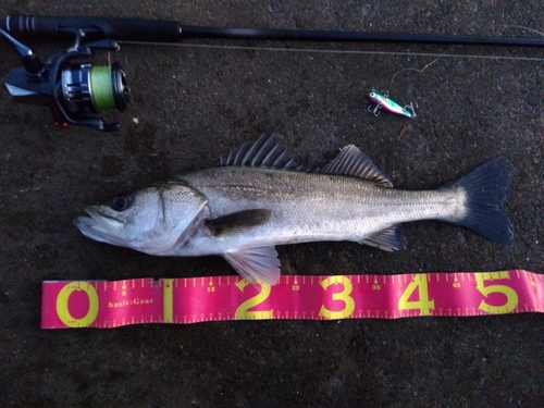 シーバスの釣果