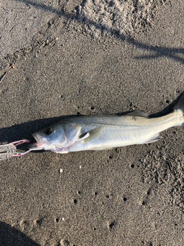 オオニベの釣果