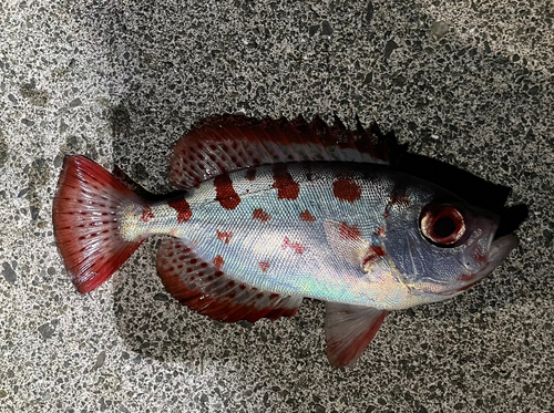 ホウセキキントキの釣果