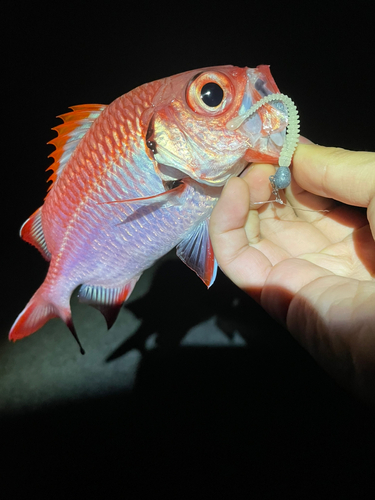 アカマツカサの釣果