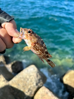 アラカブの釣果