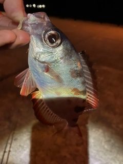 ホウセキキントキの釣果