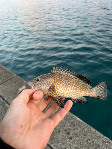 オオモンハタの釣果