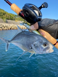 メッキの釣果