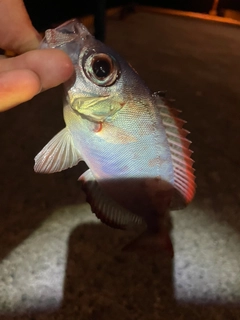 ホウセキキントキの釣果