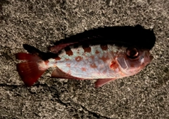 ホウセキキントキの釣果