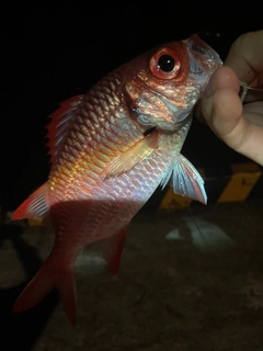 アカマツカサの釣果