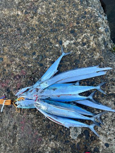 タチウオの釣果